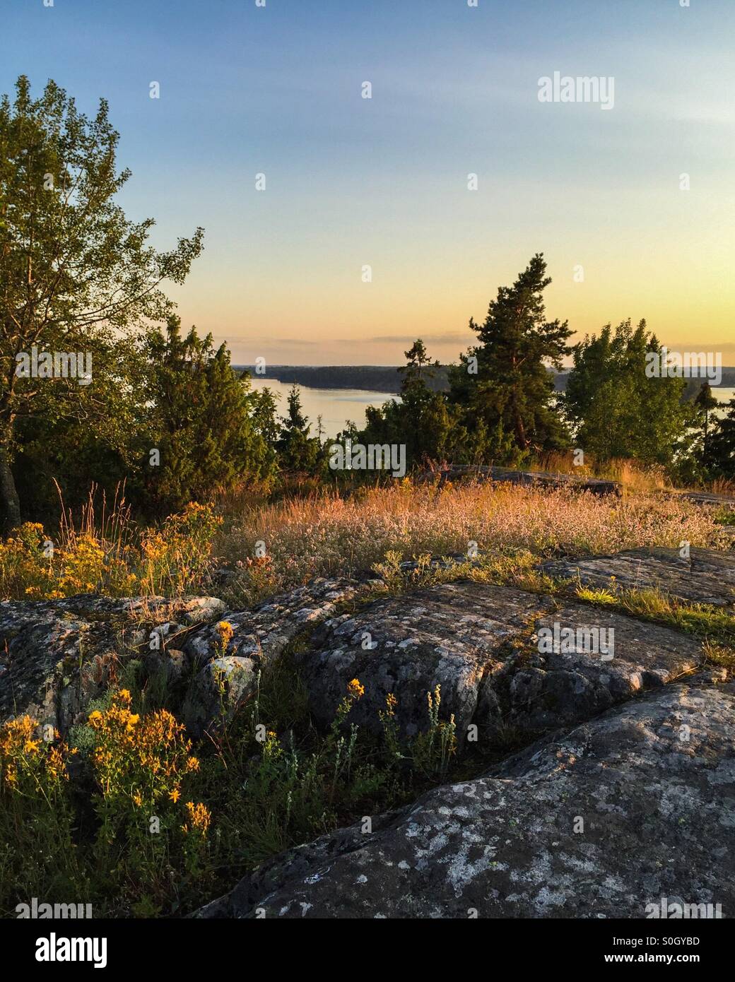 Schwedischen Schären vor Stockholm. Küstenlandschaft mit Blumen, Felsen und Meerwasser. Stockfoto