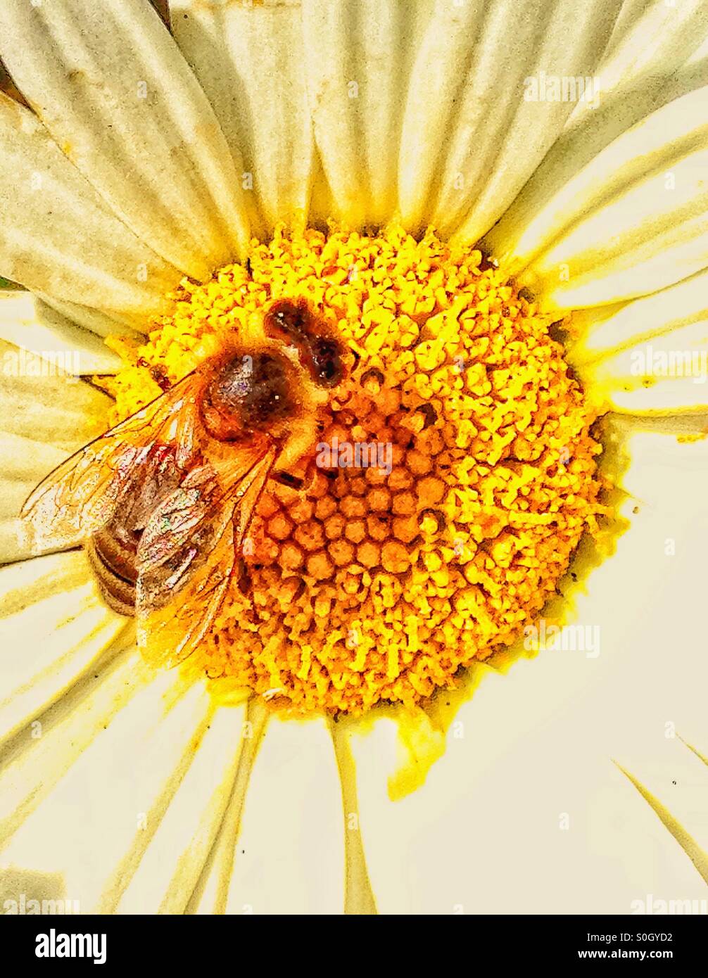 Wespe auf ein Gänseblümchen - Smartphone-aufgenommenes Stockfoto