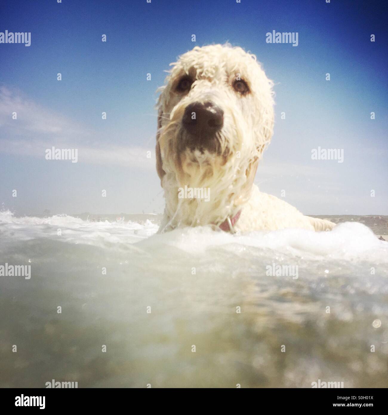 Ein nasse Labradoodle Hund schwimmt im Ozean. Huntington Beach, Kalifornien USA. Stockfoto