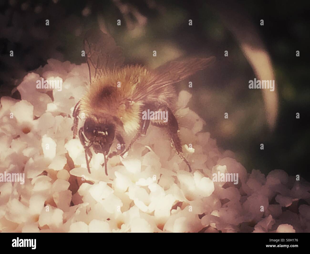 Eine Biene, die weißen Blüten des Sommerflieders unter Schutz der Blätter fressen Stockfoto