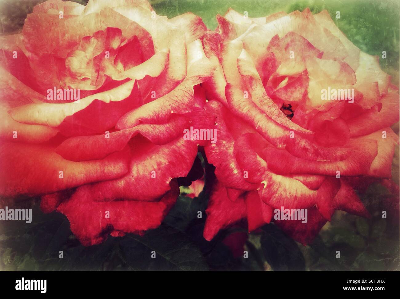 Nahaufnahme von Vintage Blumen Stockfoto