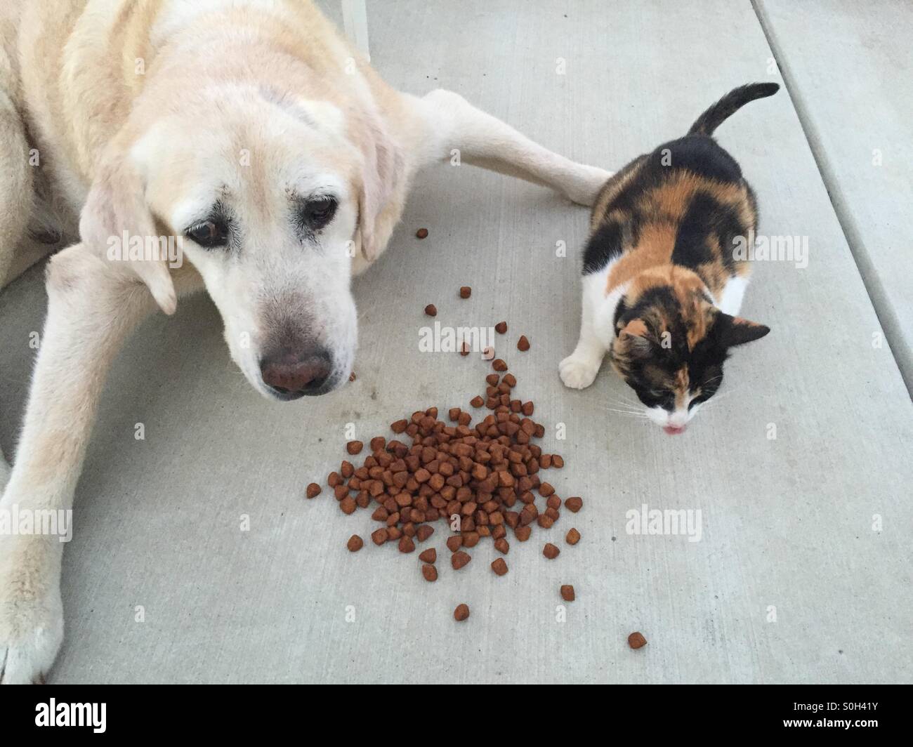 Hund und Katze gemeinsam essen Stockfoto