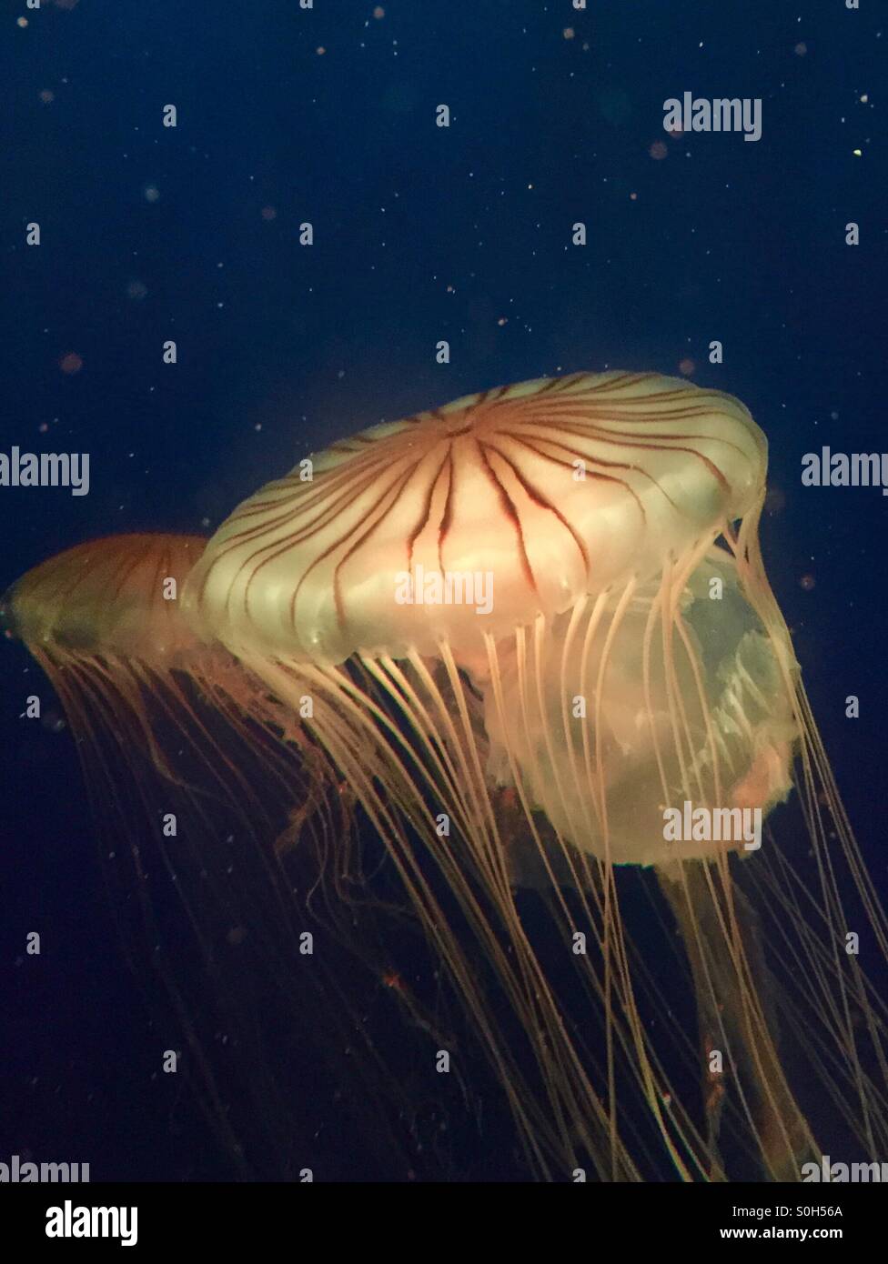 Qualle Stockfoto