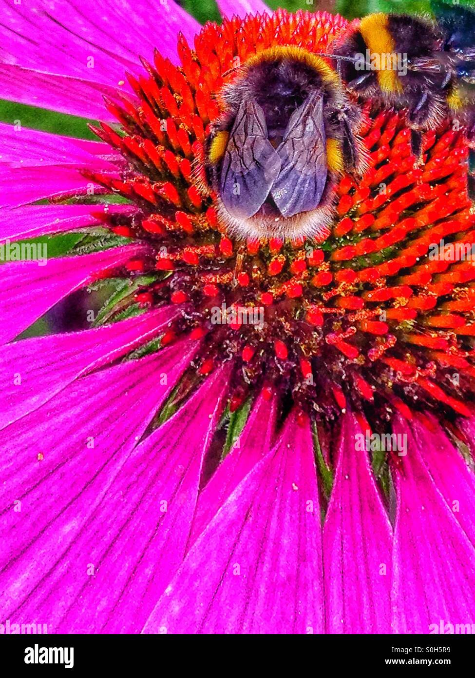 Bienen und Echinacea Blume. - Smartphone-aufgenommenes Stockfoto