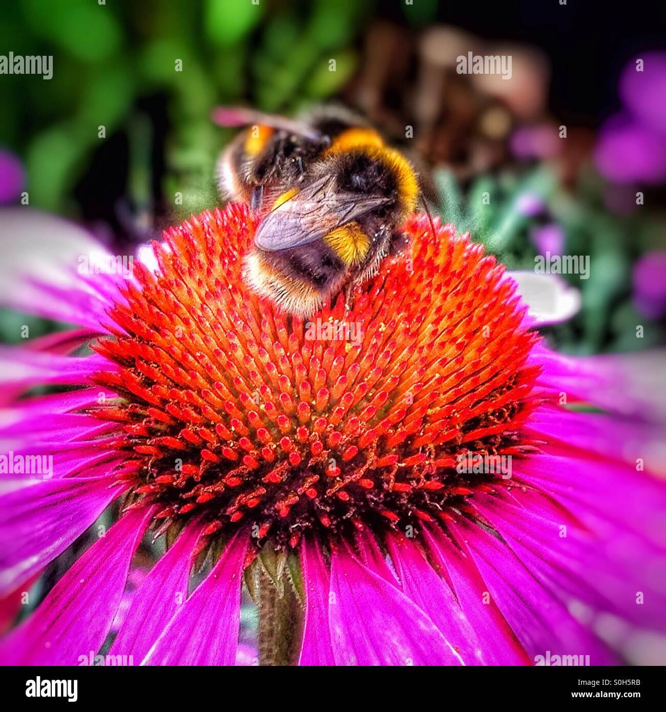Bienen und Echinacea Blume. - Smartphone-aufgenommenes Stockfoto