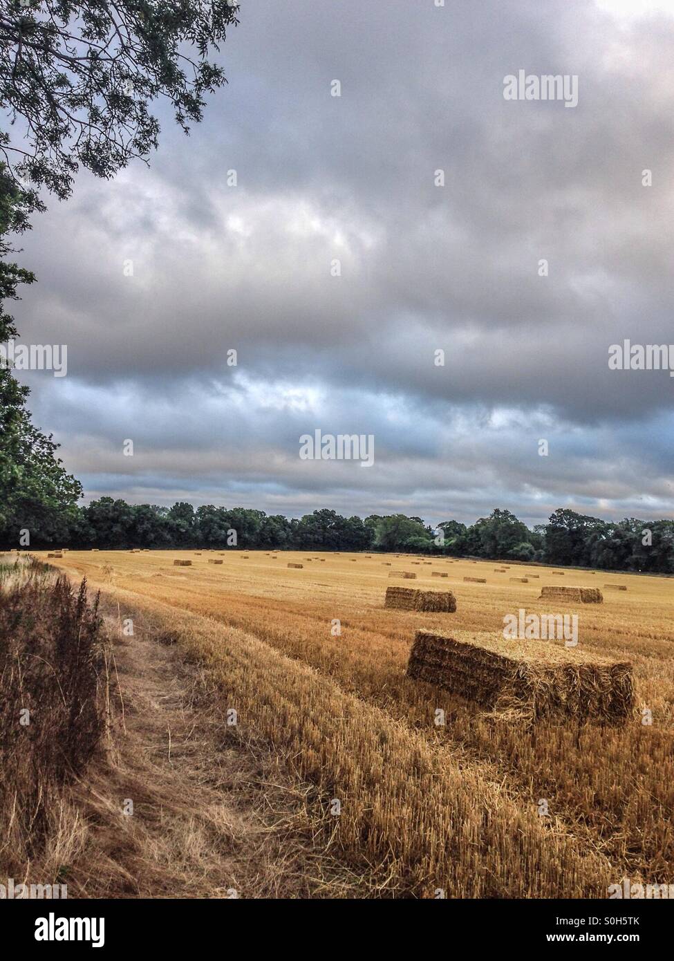 Erntezeit in Oxfordshire. Stockfoto