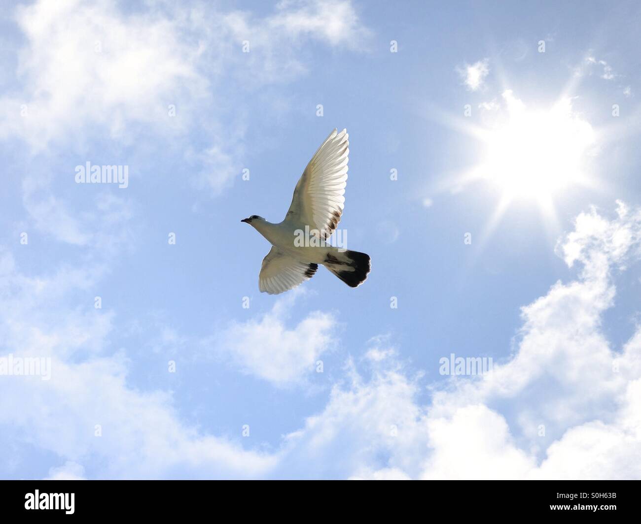 Die Taube, Symbol des Friedens. - Smartphone-aufgenommenes Stockfoto