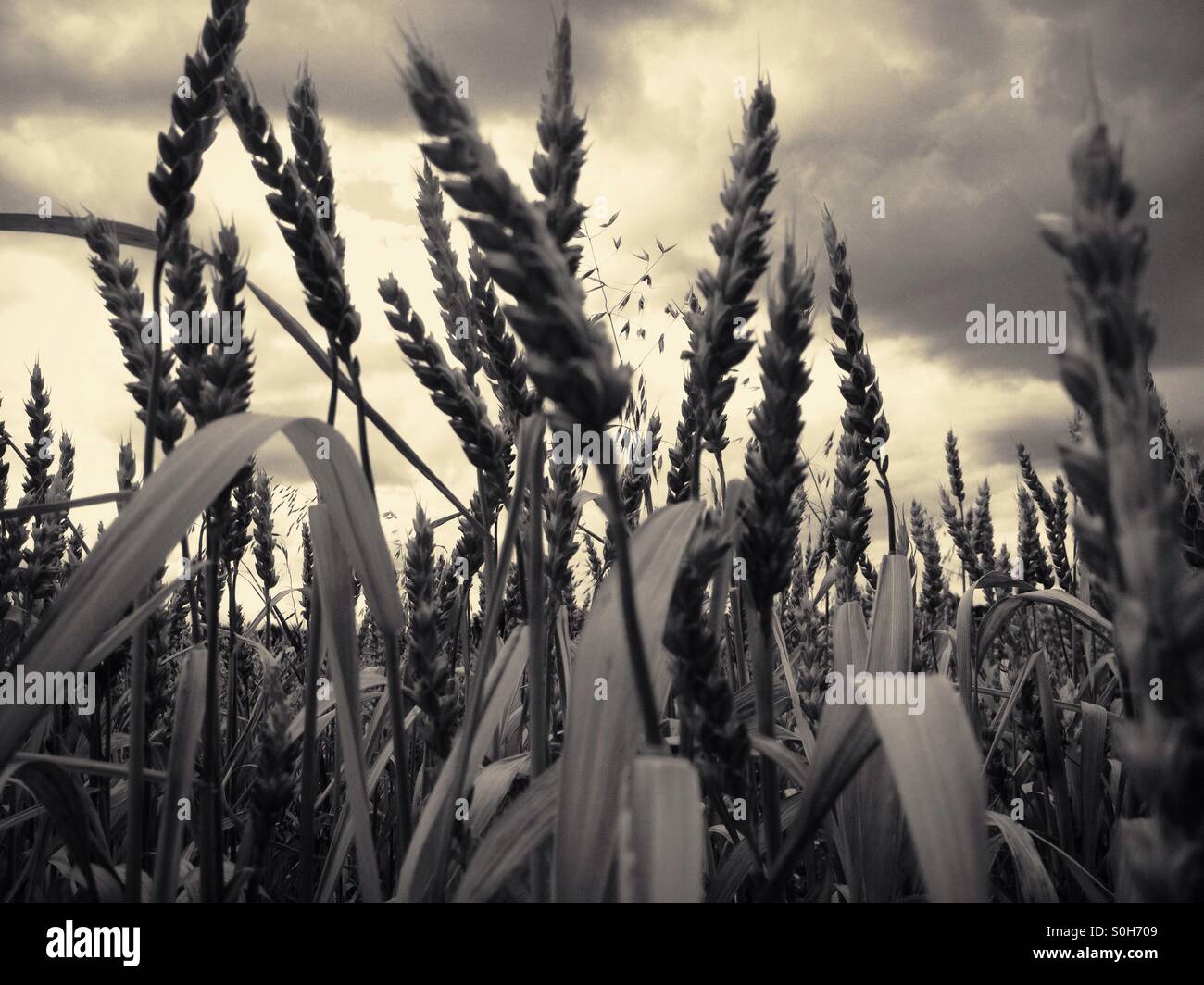 Weizenfeld - Smartphone-aufgenommenes Stockfoto