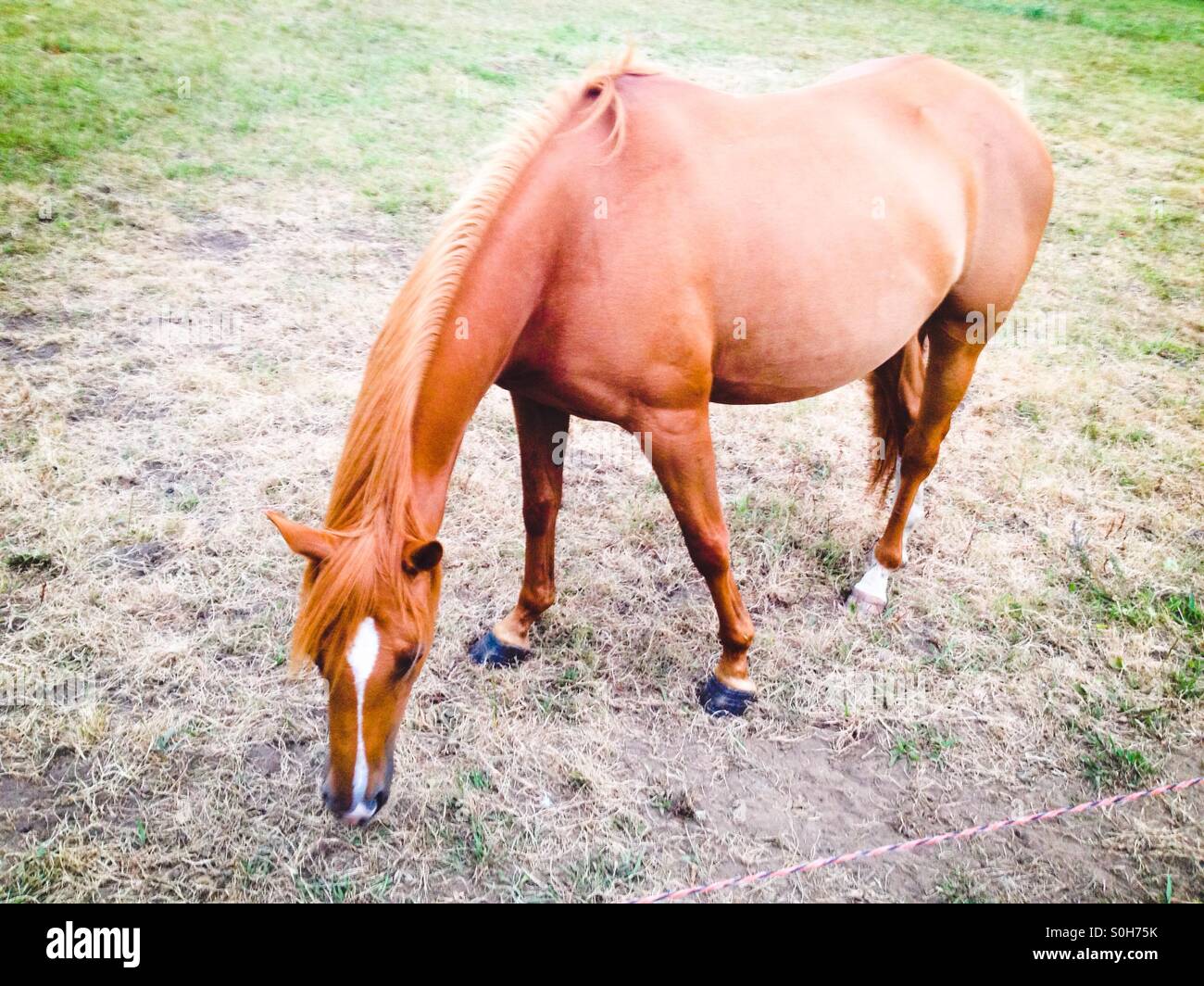 Pferde grasen auf dem Gebiet Stockfoto