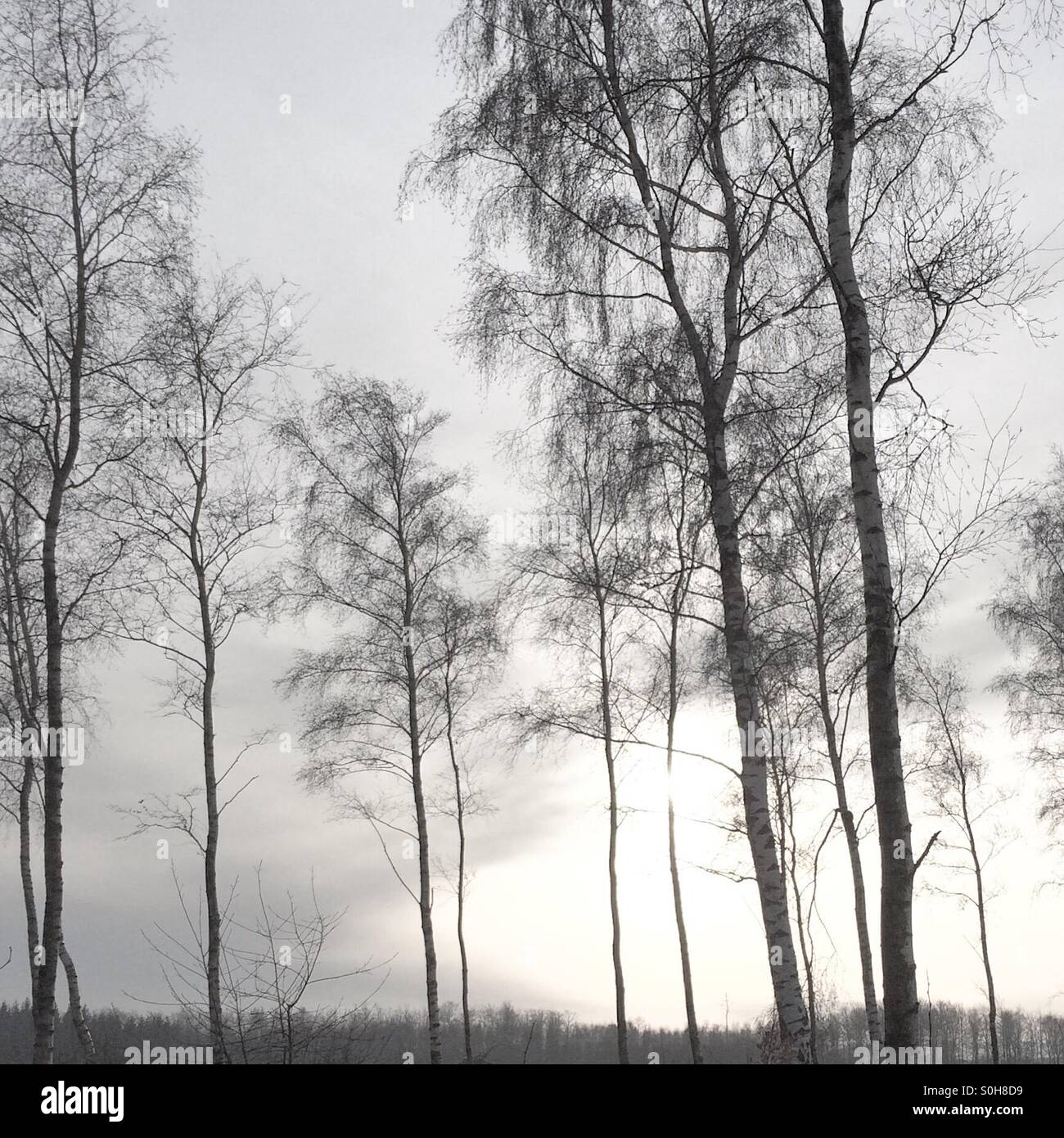 Weißer Wald Stockfoto