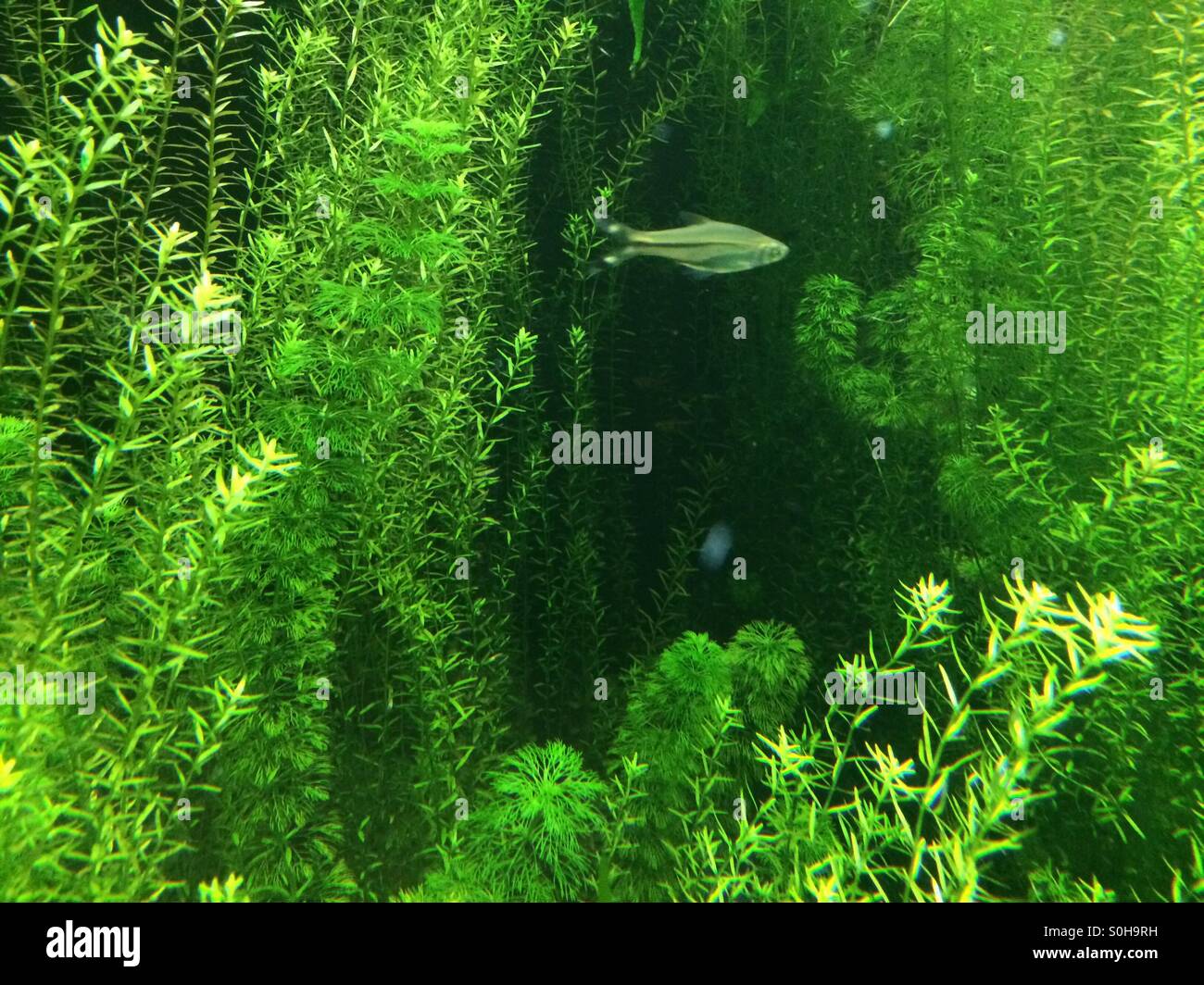 Aqua zoo -Fotos und -Bildmaterial in hoher Auflösung – Alamy