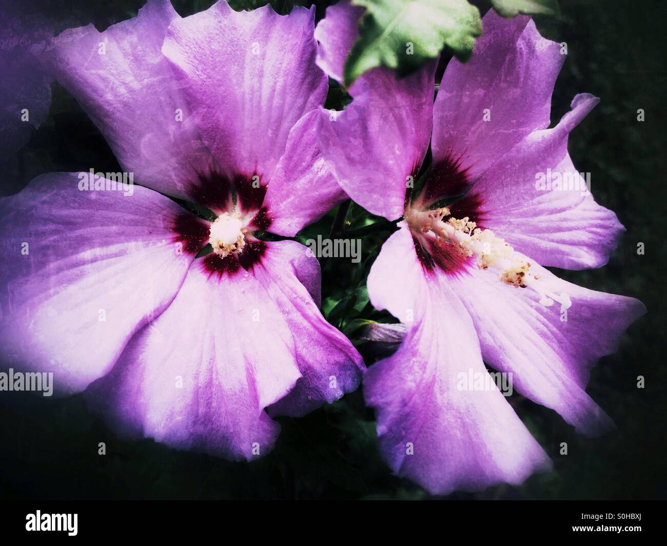Violette Hibiskusblüten Stockfoto
