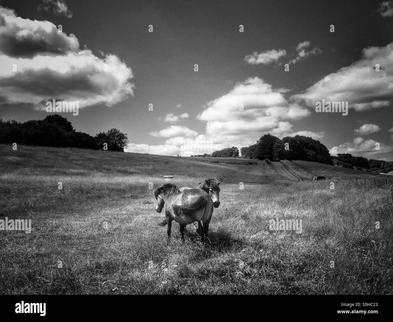 Exmoor Ponys an einem Sommertag - schwarz / weiß Stockfoto