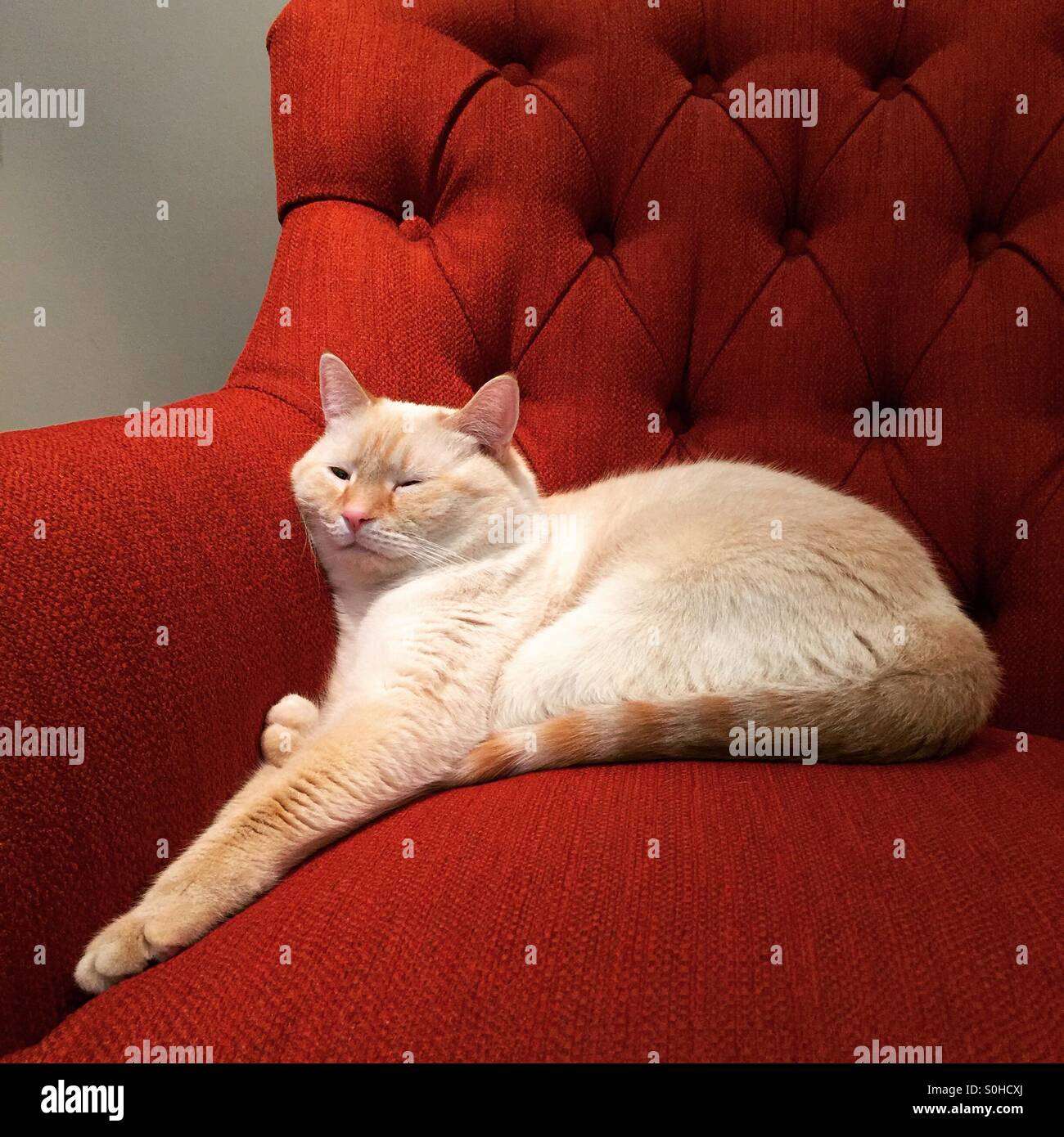 Eine schlafende Katze lounges mit der Tatze auf einem hellen orange Polsterstuhl verlängert - Smartphone-aufgenommenes Stockfoto