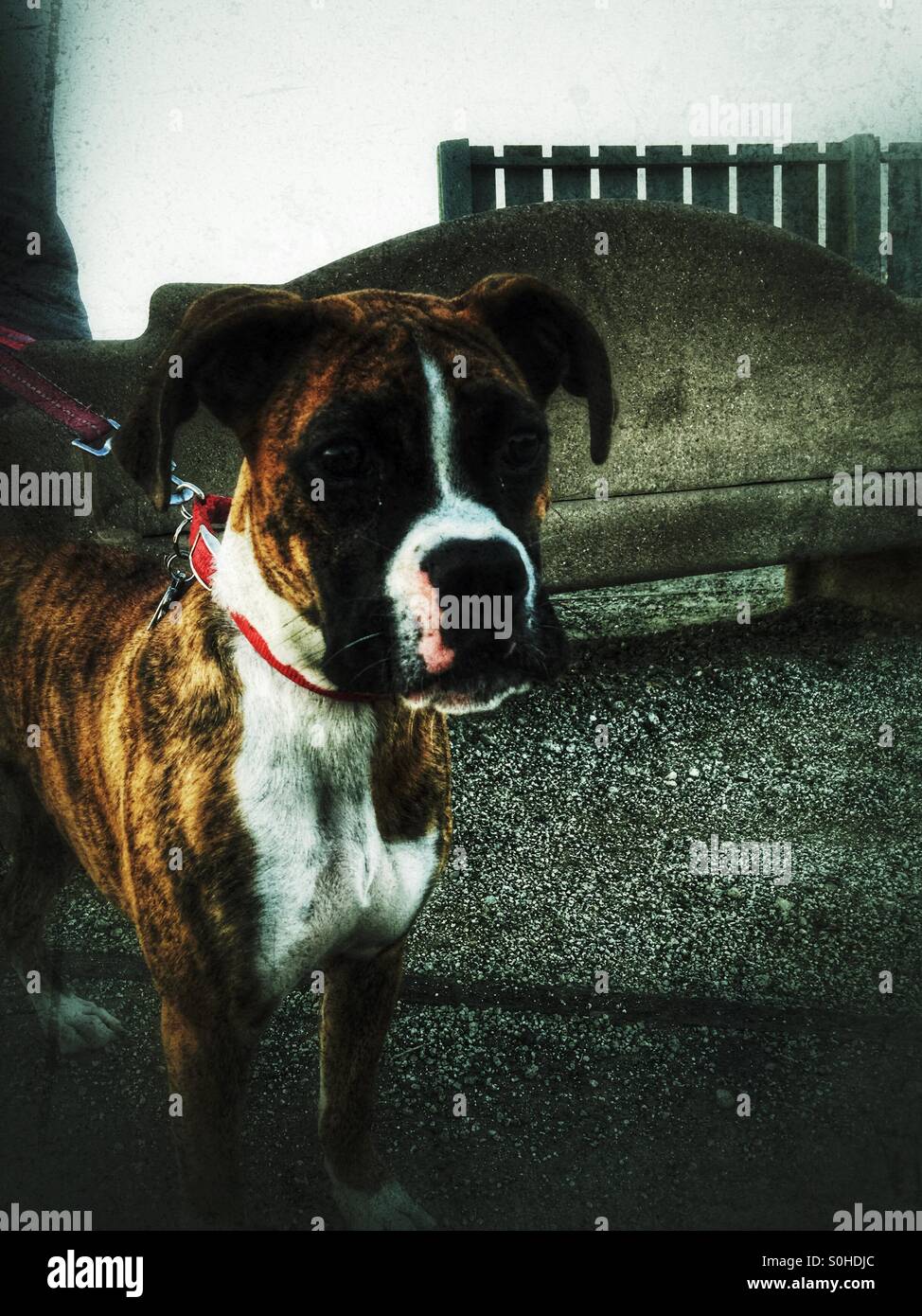 Boxer Welpen Stockfoto