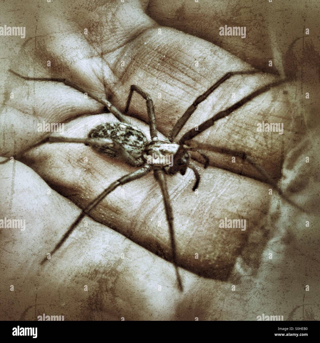 Trichter-Web Weaver Spinne sitzt auf einem Mans Hand Stockfoto
