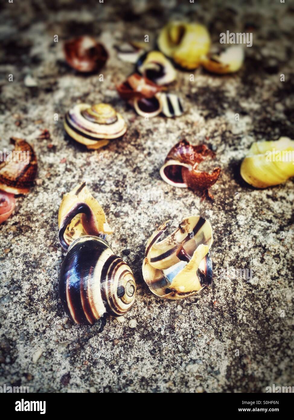 Gebrochene Schnecke Häuser, Soor Amboss - Smartphone-aufgenommenes Stockfoto