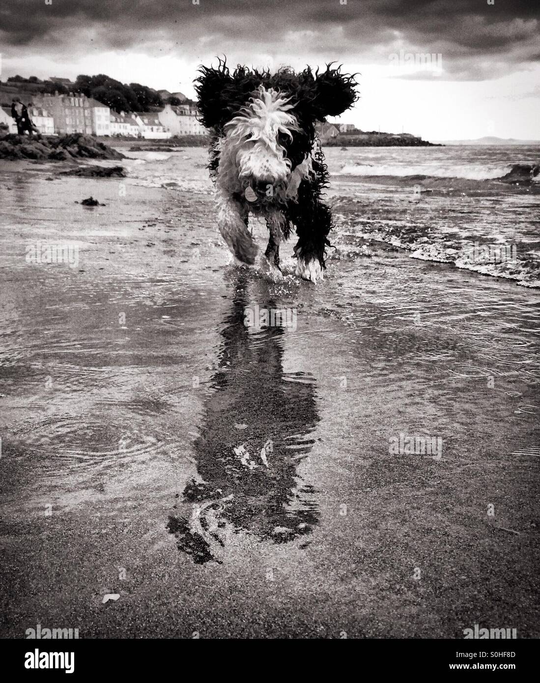 Spanischer Wasserhund liefen Strand - Smartphone-aufgenommenes Stockfoto