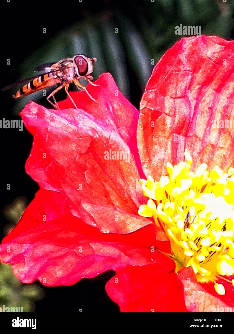 Wespe auf eine Mohnblume - Smartphone-aufgenommenes Stockfoto