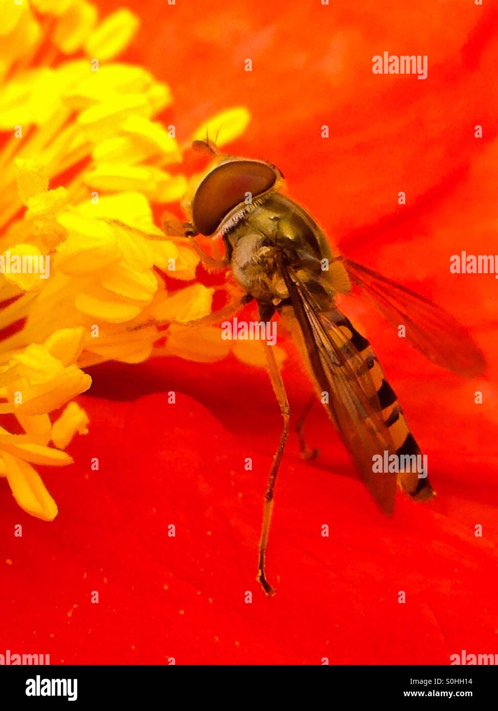 Wespe auf eine Mohnblume - Smartphone-aufgenommenes Stockfoto