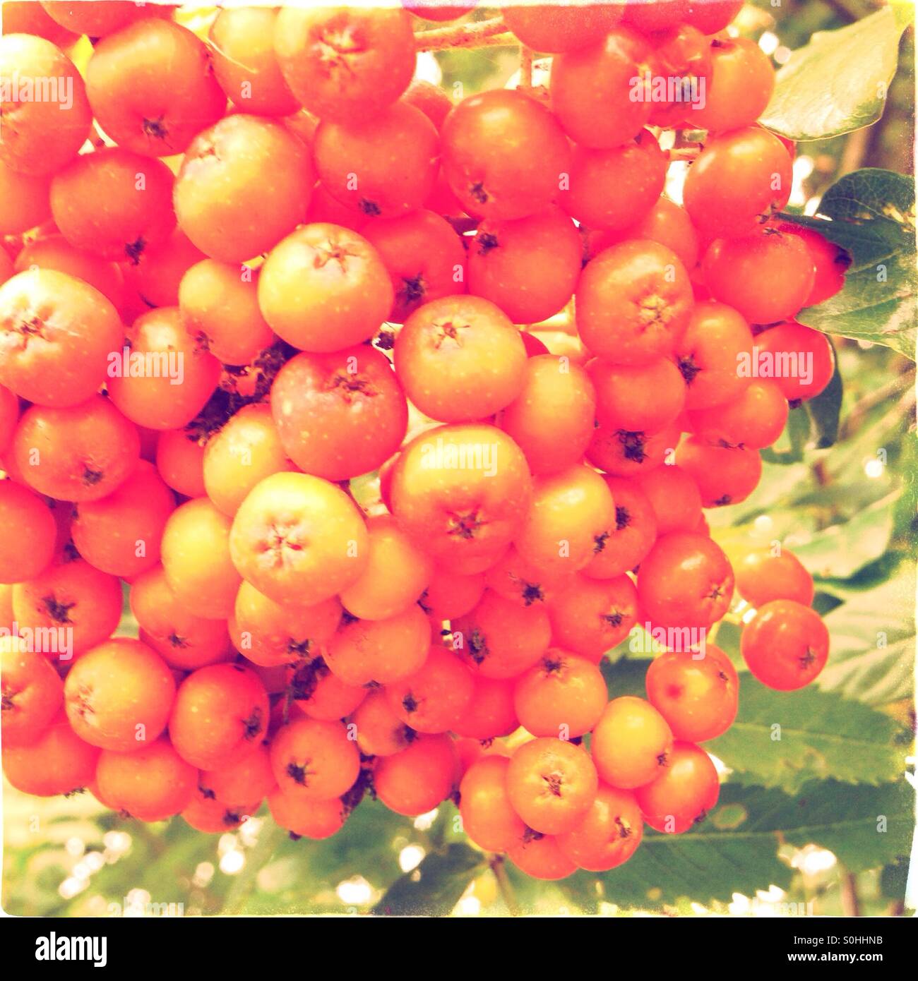 Vogelbeeren - Smartphone-aufgenommenes Stockfoto