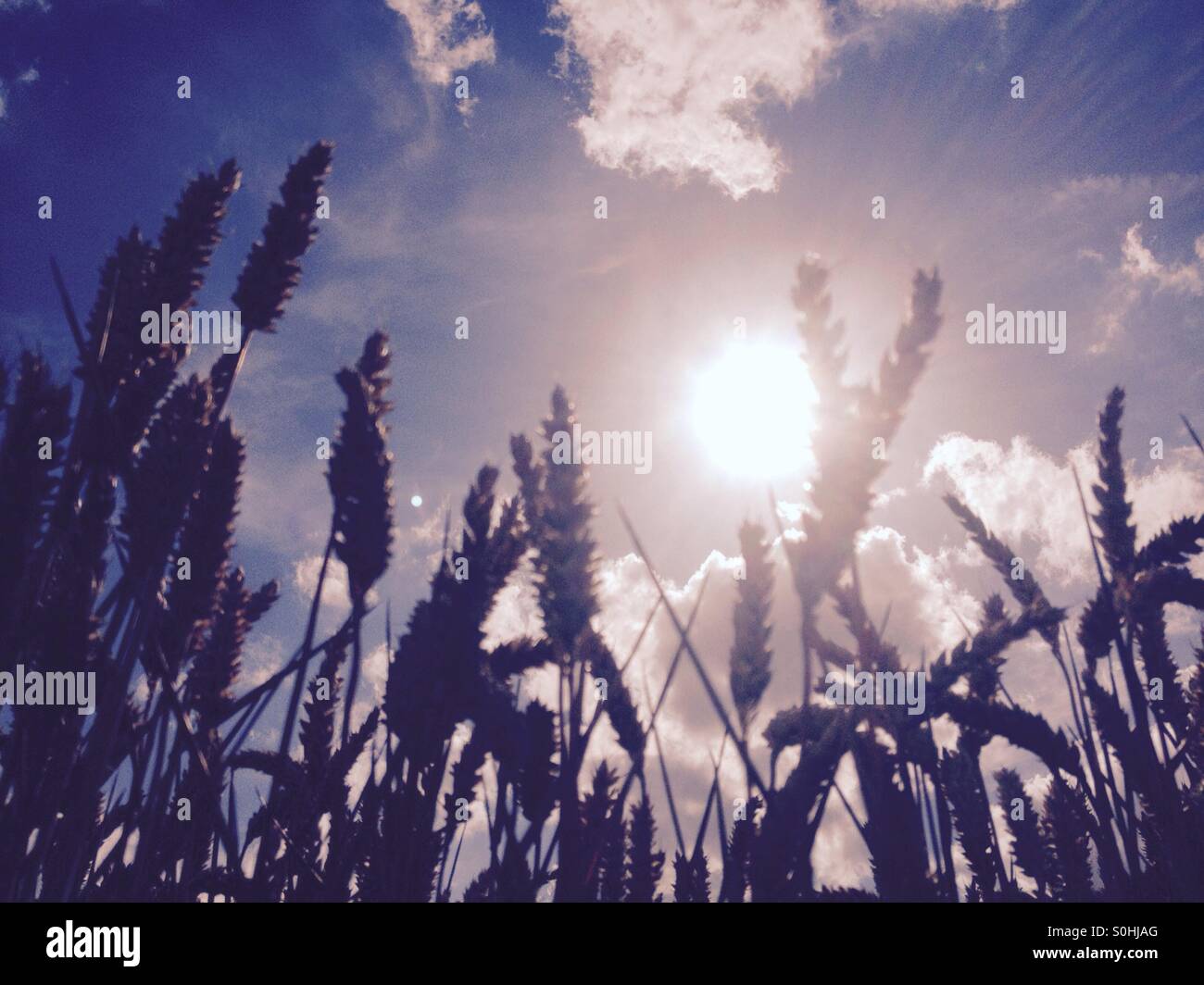 Kornfeld im Mittagssonne Stockfoto