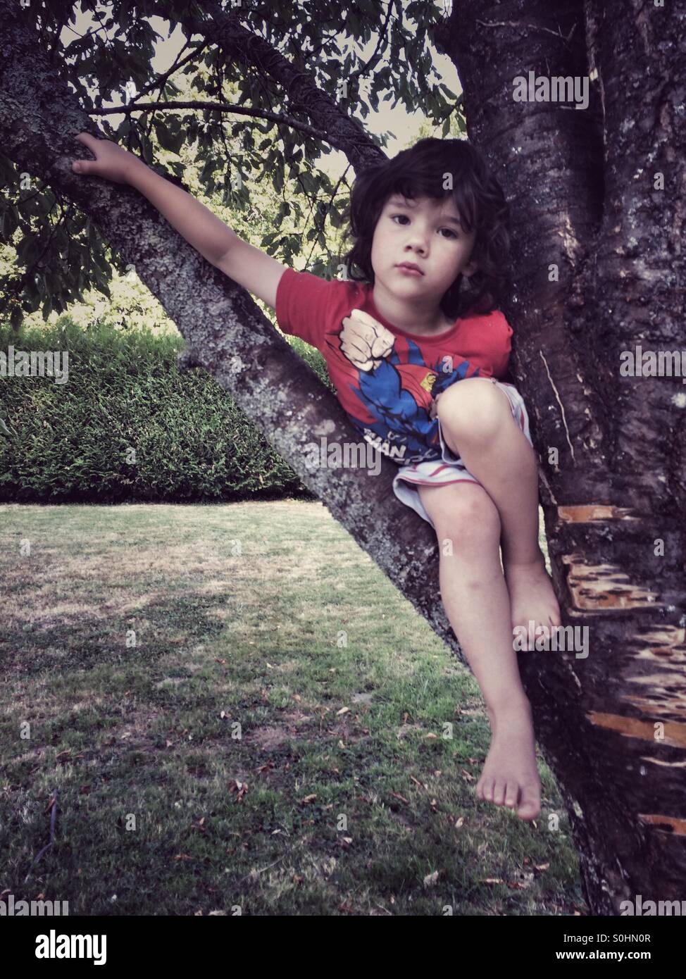 Vier Jahre alter Junge im Baum - Smartphone-aufgenommenes Stockfoto
