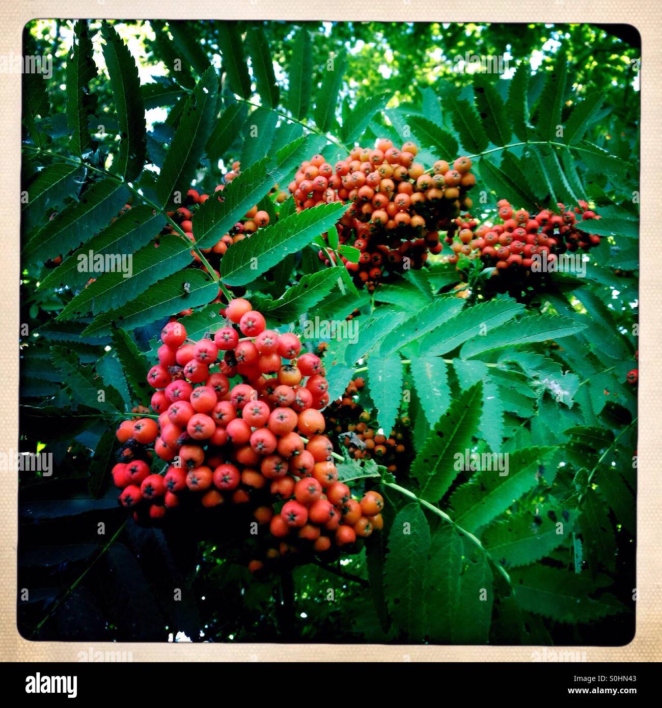 Eberesche bei Obst in Norddeutschland - Smartphone-aufgenommenes Stockfoto