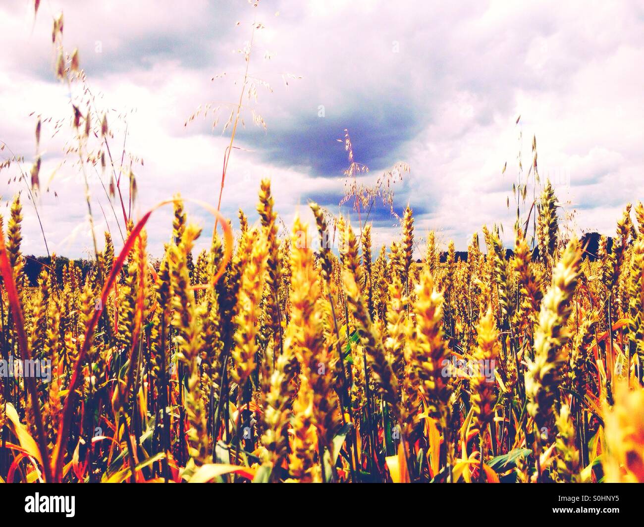 Weizenfeld - Smartphone-aufgenommenes Stockfoto