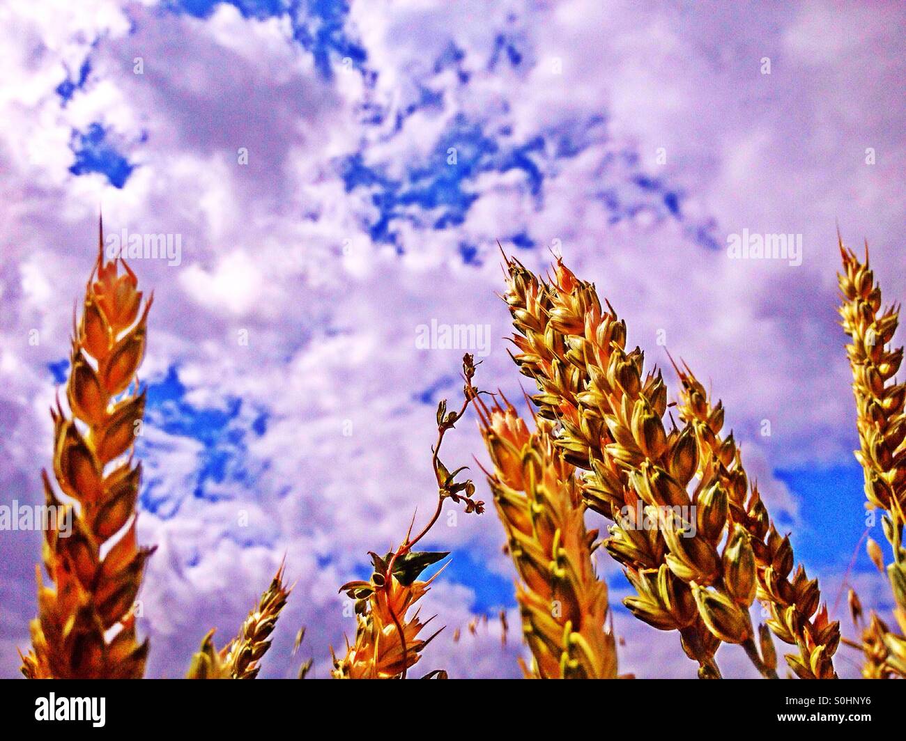 Weizenfeld - Smartphone-aufgenommenes Stockfoto
