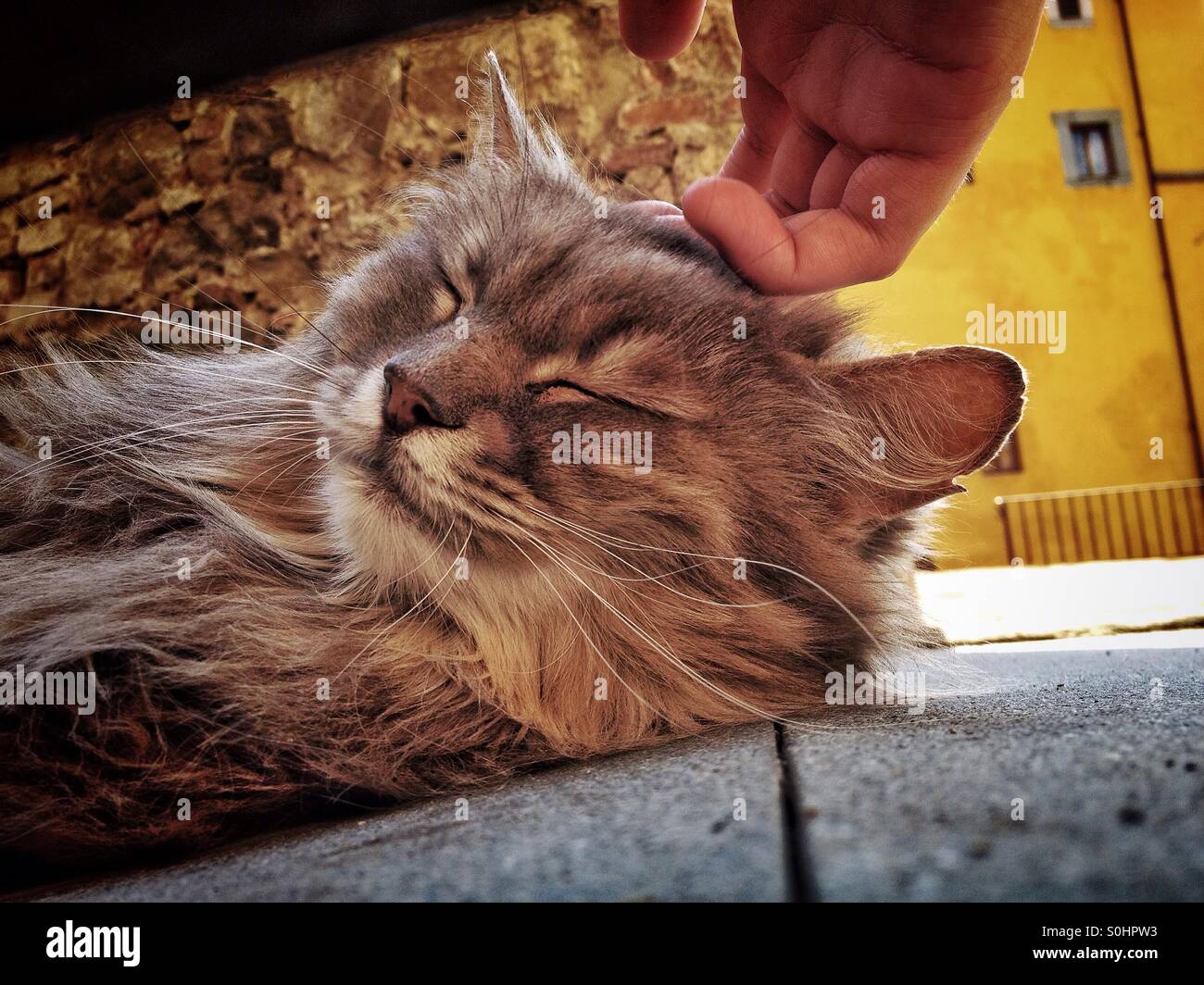 Schläfrige Katze gestreichelt an einem heißen Tag in Italien Stockfoto