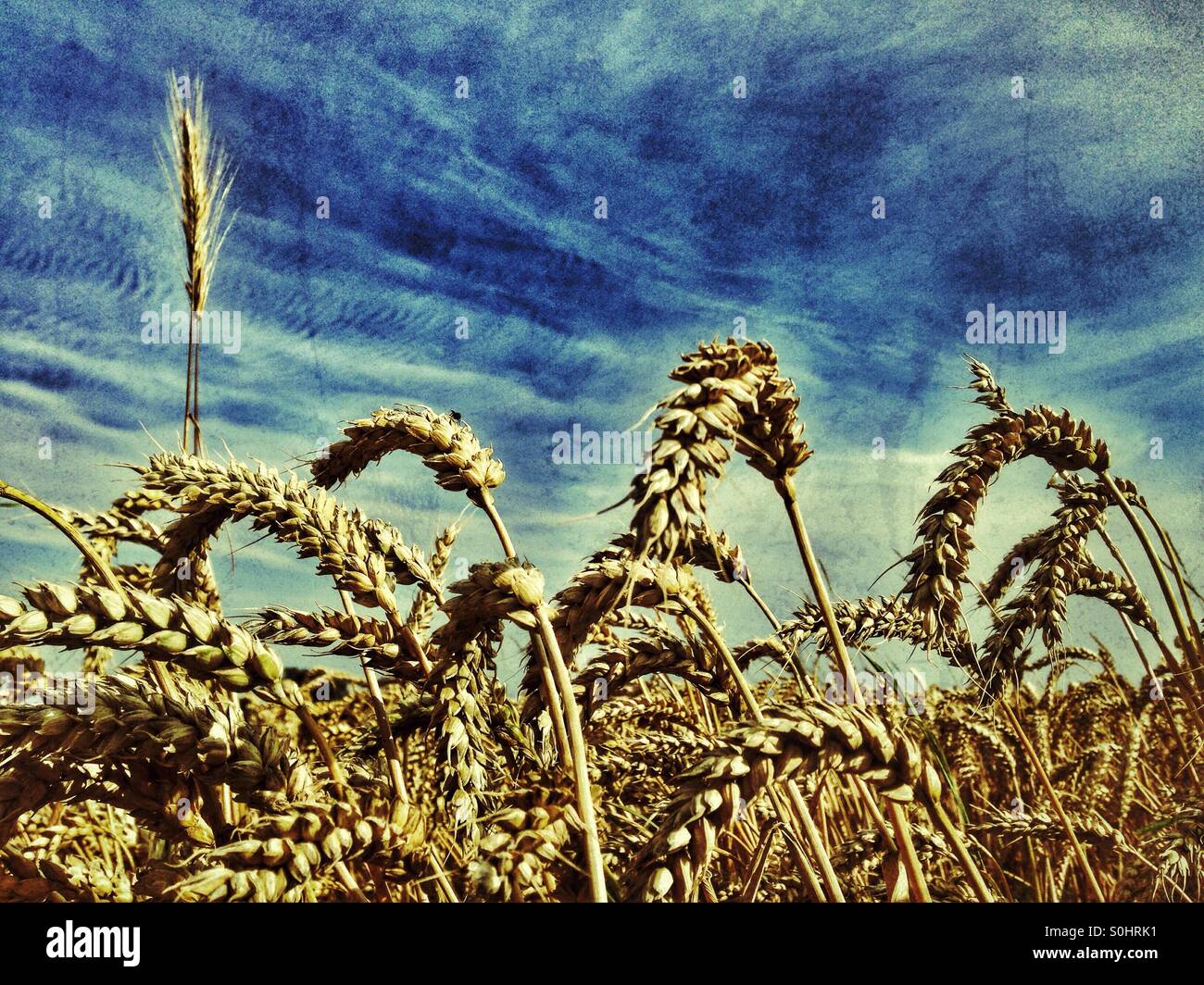 Weizen - Smartphone-aufgenommenes Stockfoto