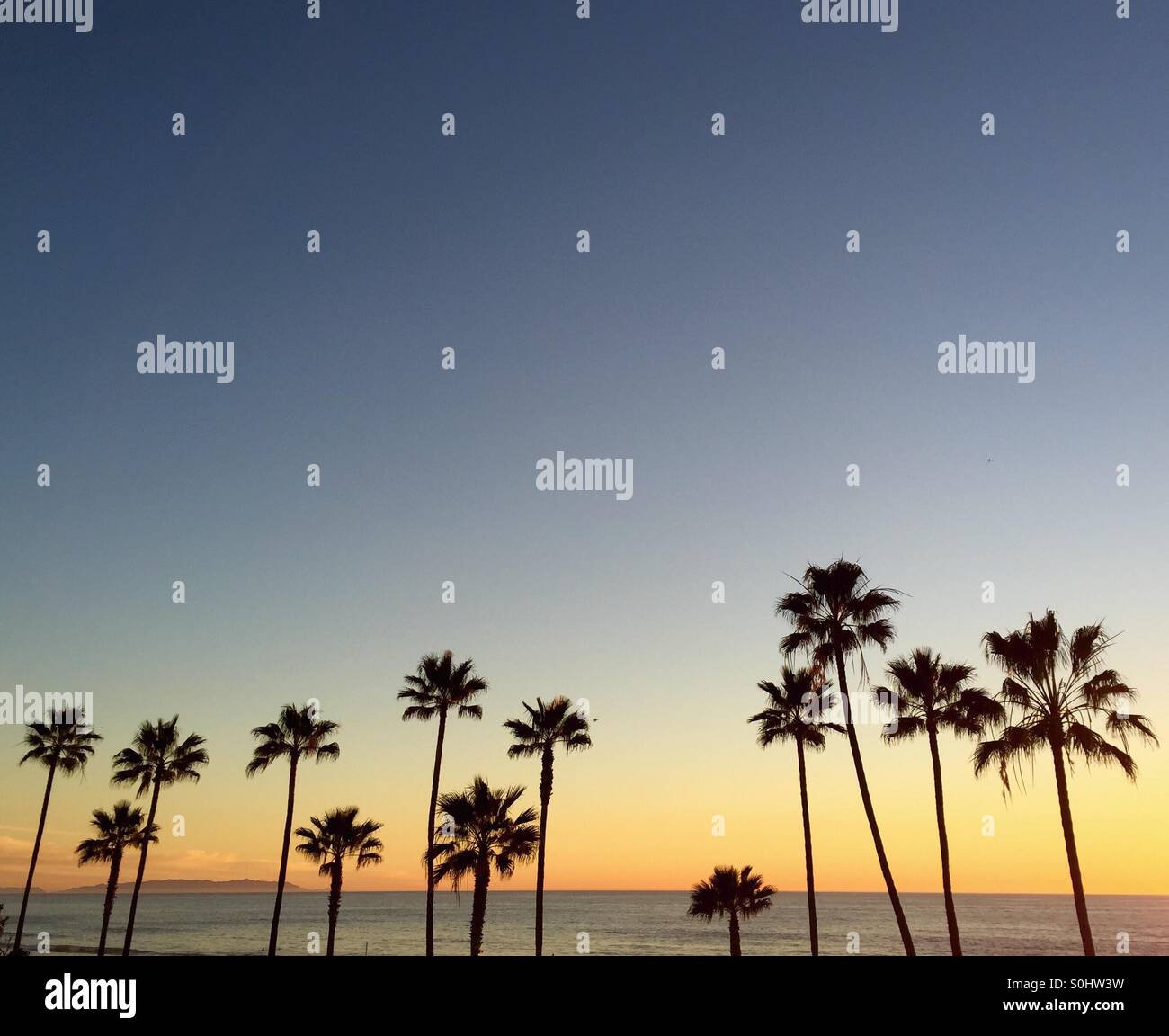 Palmen im Sonnenuntergang. Manhattan Beach, Kalifornien USA. Stockfoto