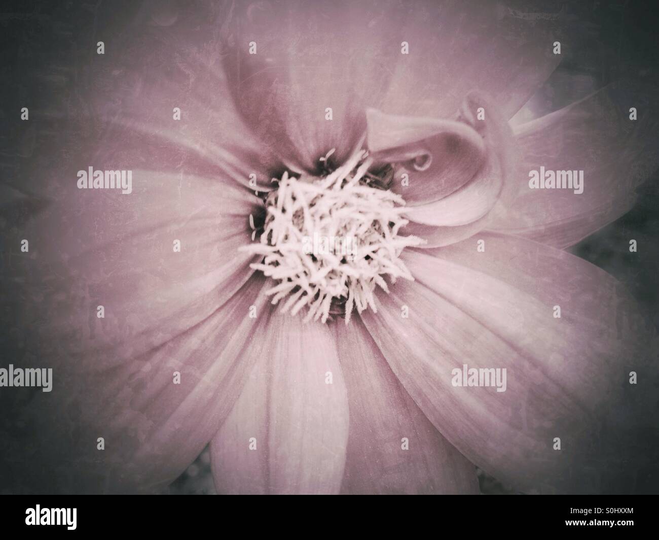 Nahaufnahme von Vintage rosa Blume - Smartphone-aufgenommenes Stockfoto