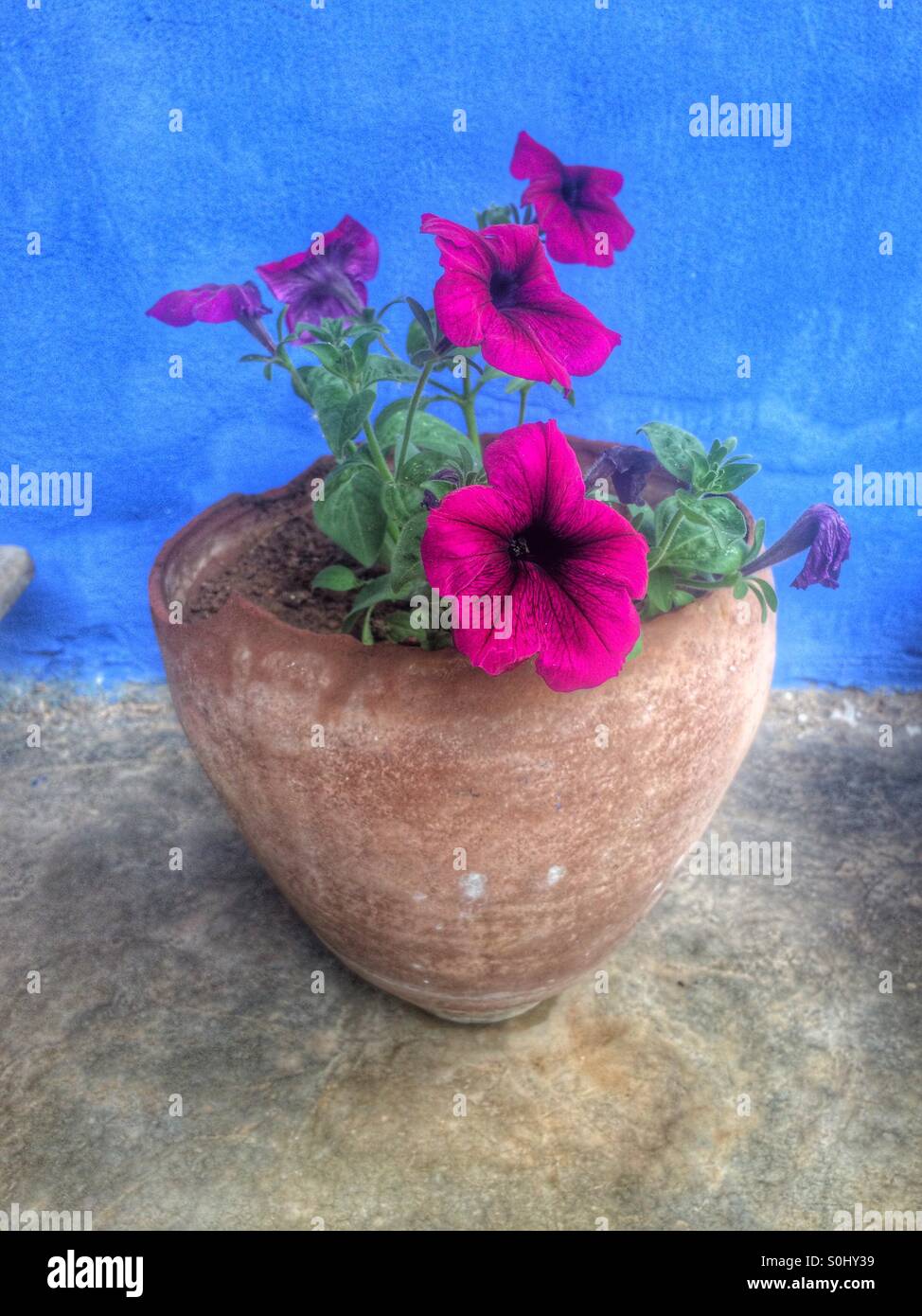 Blume in Vase aus Keramik - Smartphone-aufgenommenes Stockfoto