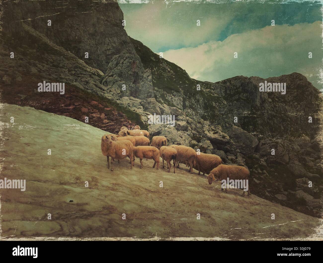 Eine Herde von Schafen in den Julischen Alpen, Slowenien - Smartphone-aufgenommenes Stockfoto