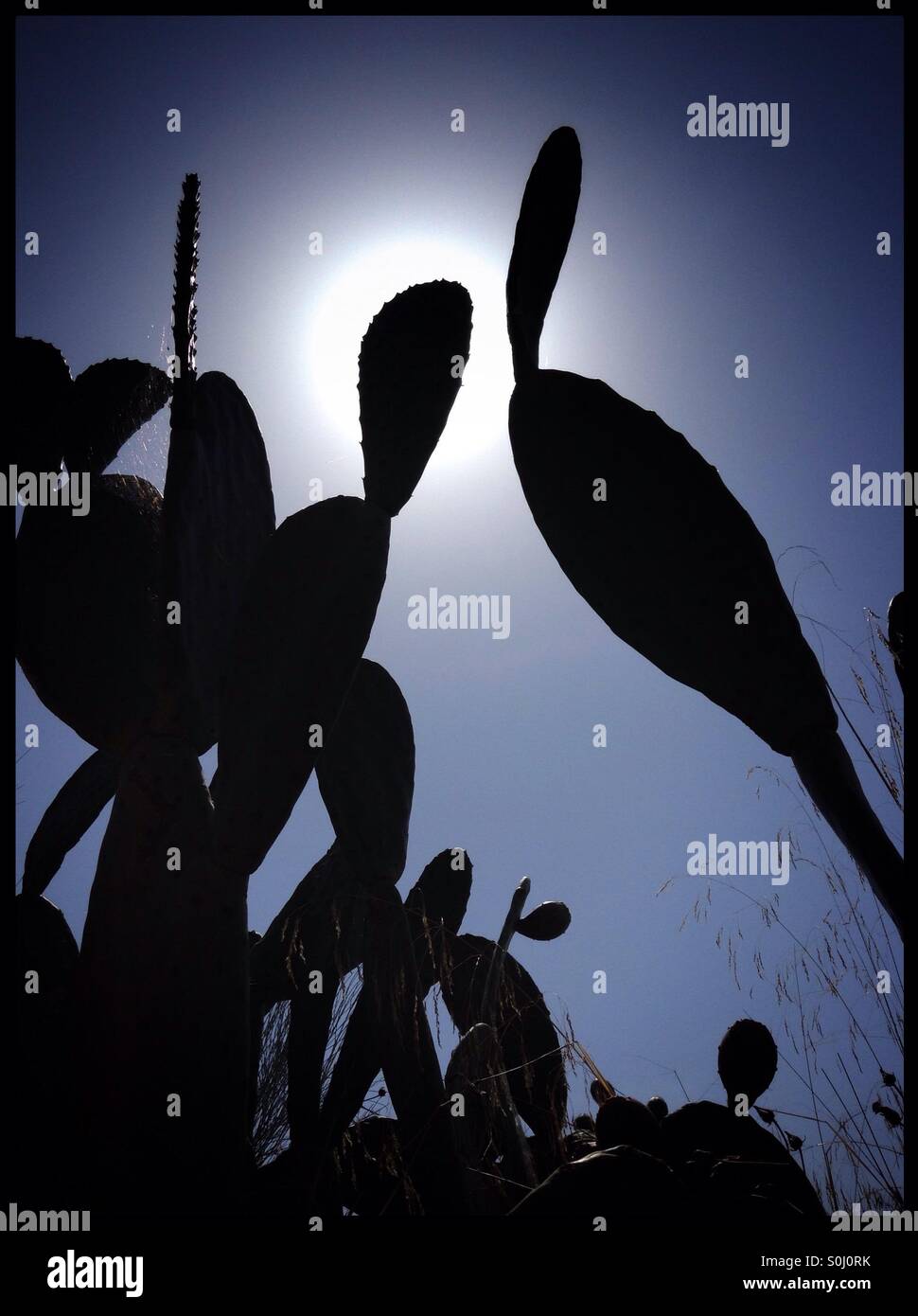 Prickly Pear Cactus Silhouette gegen die Sonne, Katalonien, Spanien. Stockfoto