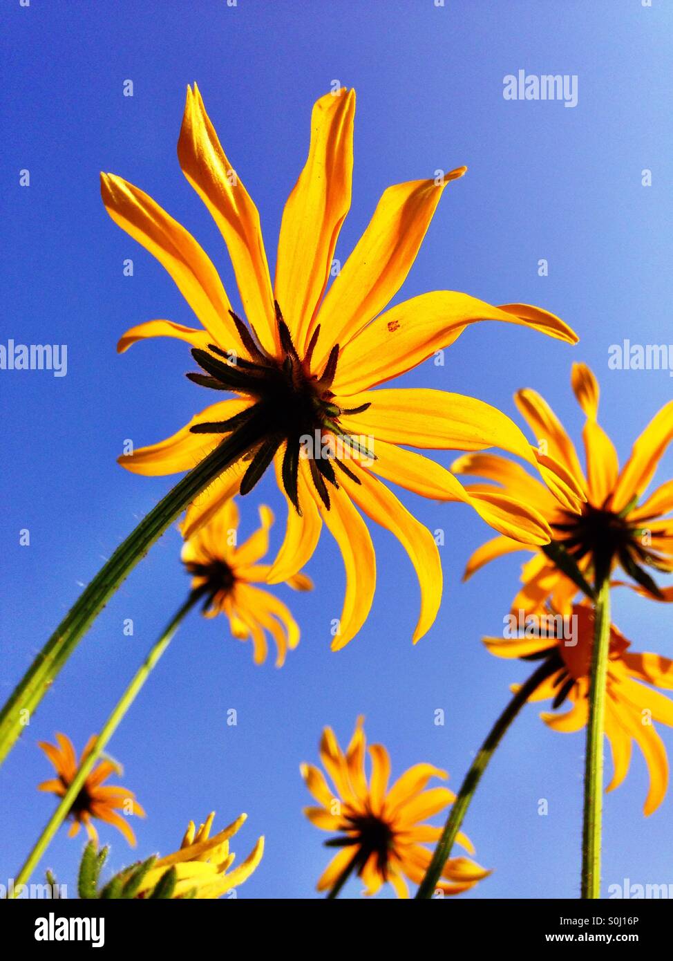 Blumen in der Sonne - Smartphone-aufgenommenes Stockfoto
