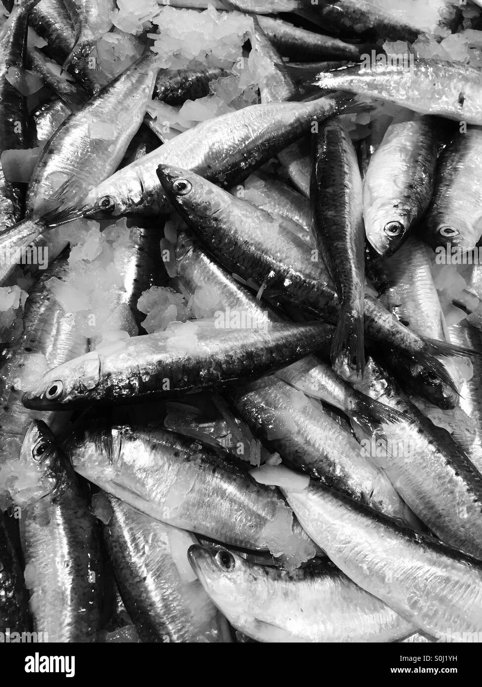 Frische Makrelen auf Eis Stockfoto