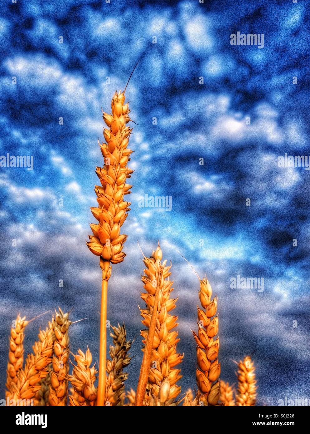 Reife Weizen vor einem bewölkten blauen Himmel - Smartphone-aufgenommenes Stockfoto