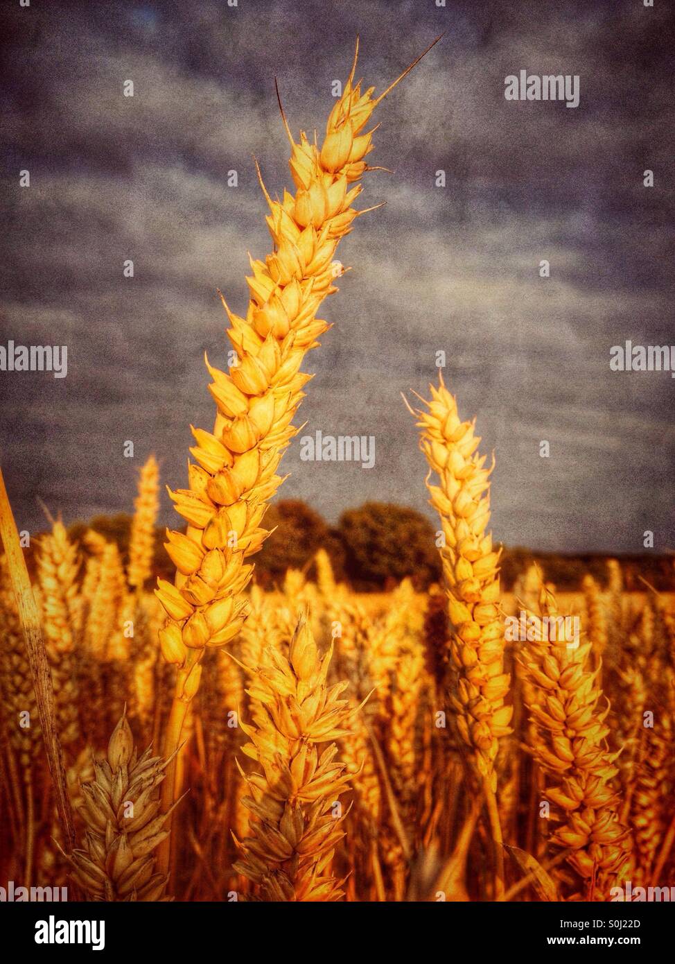 Reife Weizen im späten Abendlicht - Smartphone-aufgenommenes Stockfoto