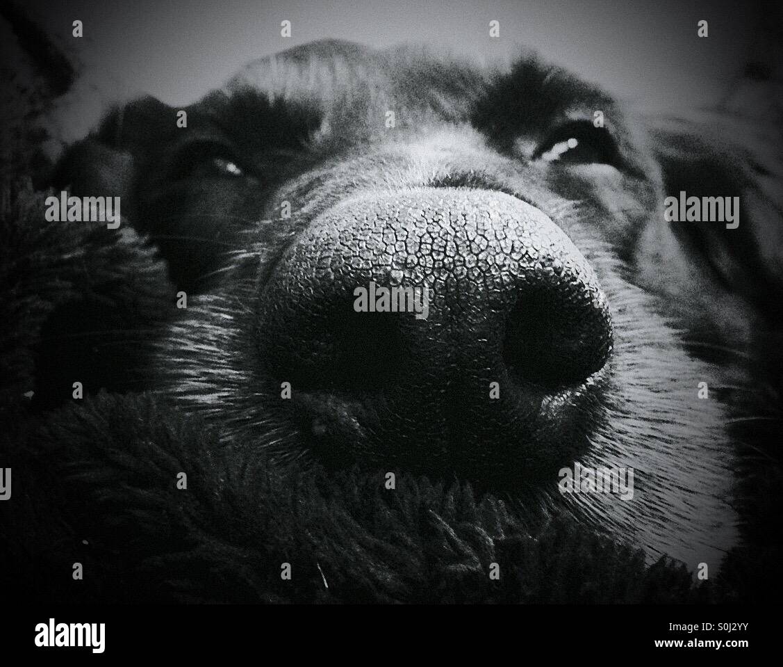 Nahaufnahme von Labrador Hund Nase in schwarz / weiß - Smartphone-aufgenommenes Stockfoto