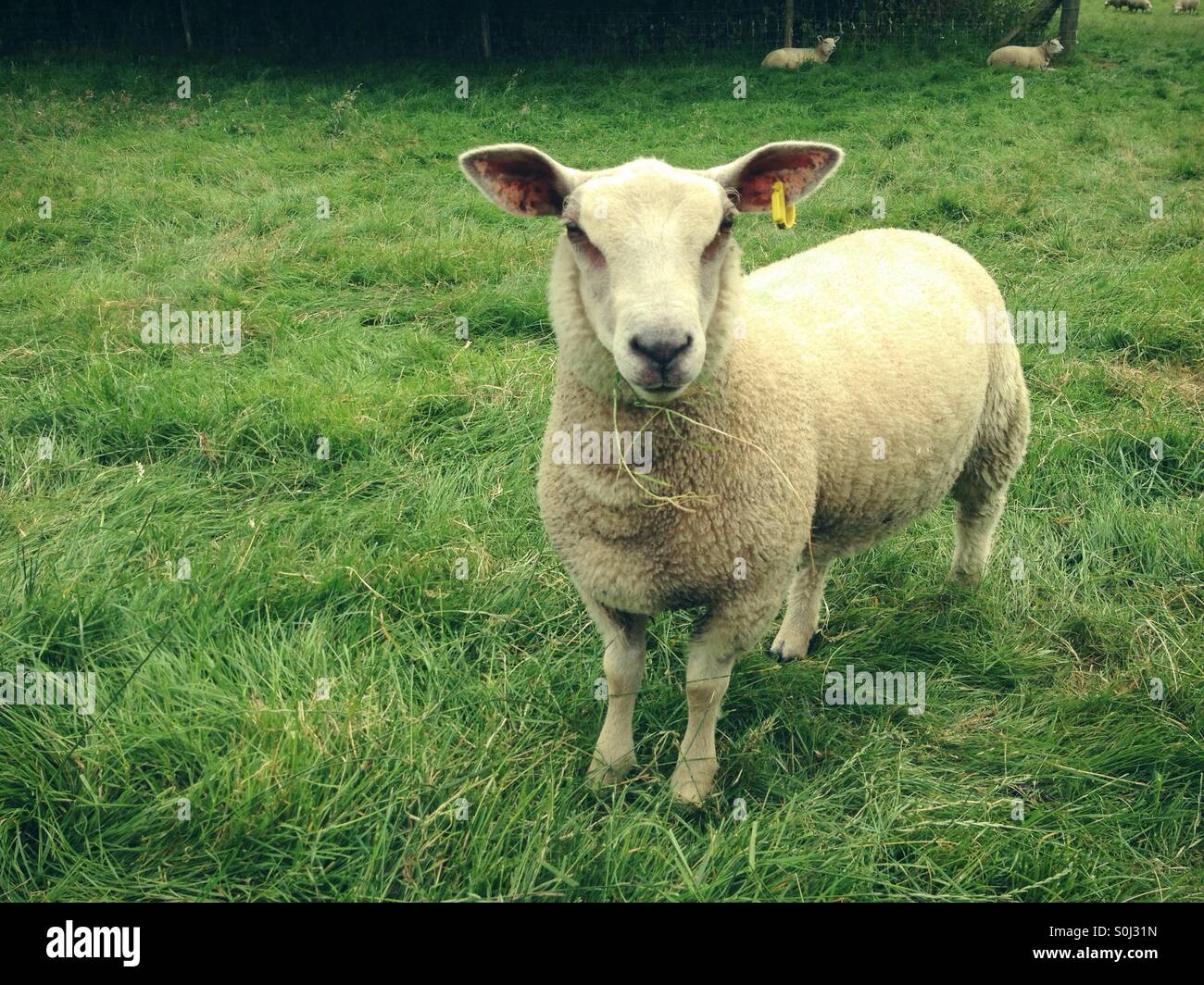 Schafe in s-Feld - Smartphone-aufgenommenes Stockfoto