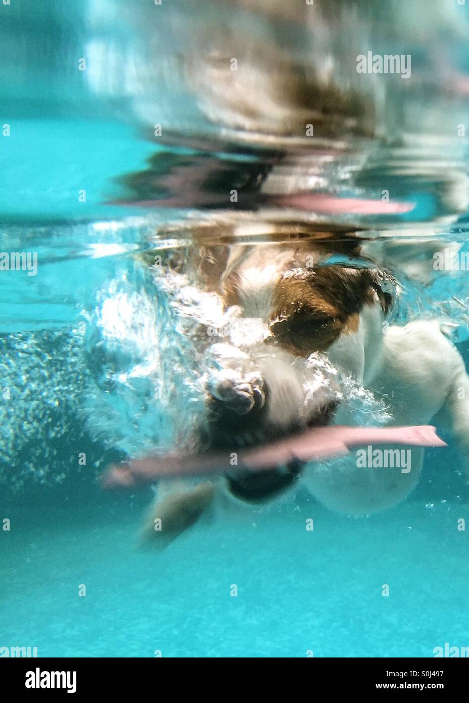 Jack Russell Terrier Hund Tauchen unter Wasser im Schwimmbad Zierfisch abrufen. - Smartphone-aufgenommenes Stockfoto