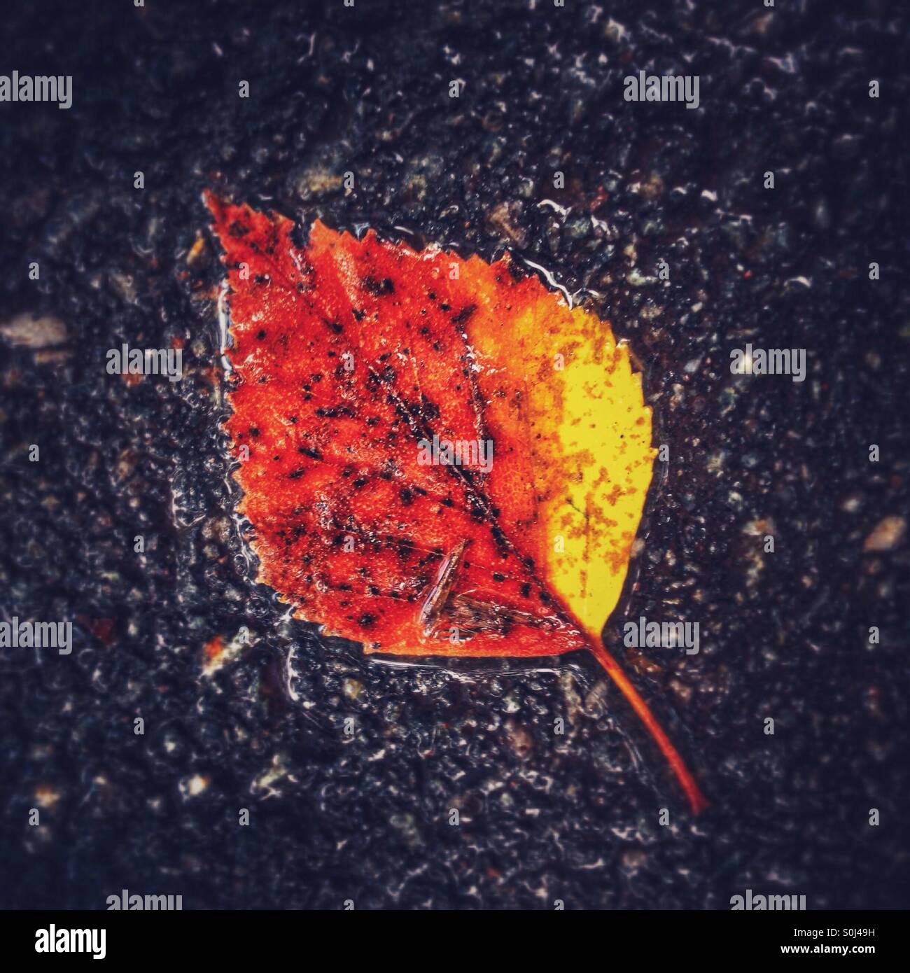 Nassen Herbst Blatt Stockfoto