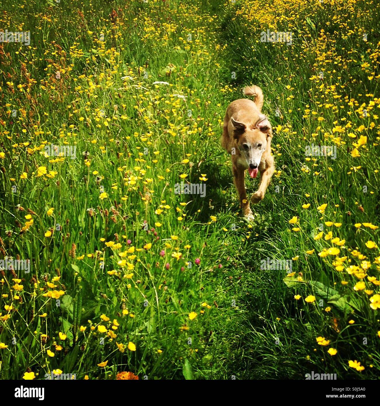 Lurcher-Hund, der durch ein farbenfrohes Blumenfeld zur Kamera läuft. Mobiltelefon-Foto mit einem Telefon oder Tablet Nachverarbeitung. Stockfoto