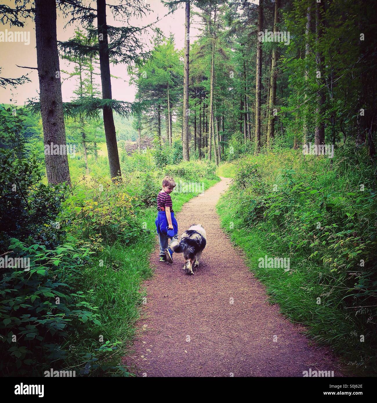 Junge und Hund auf Waldspaziergang. Stockfoto