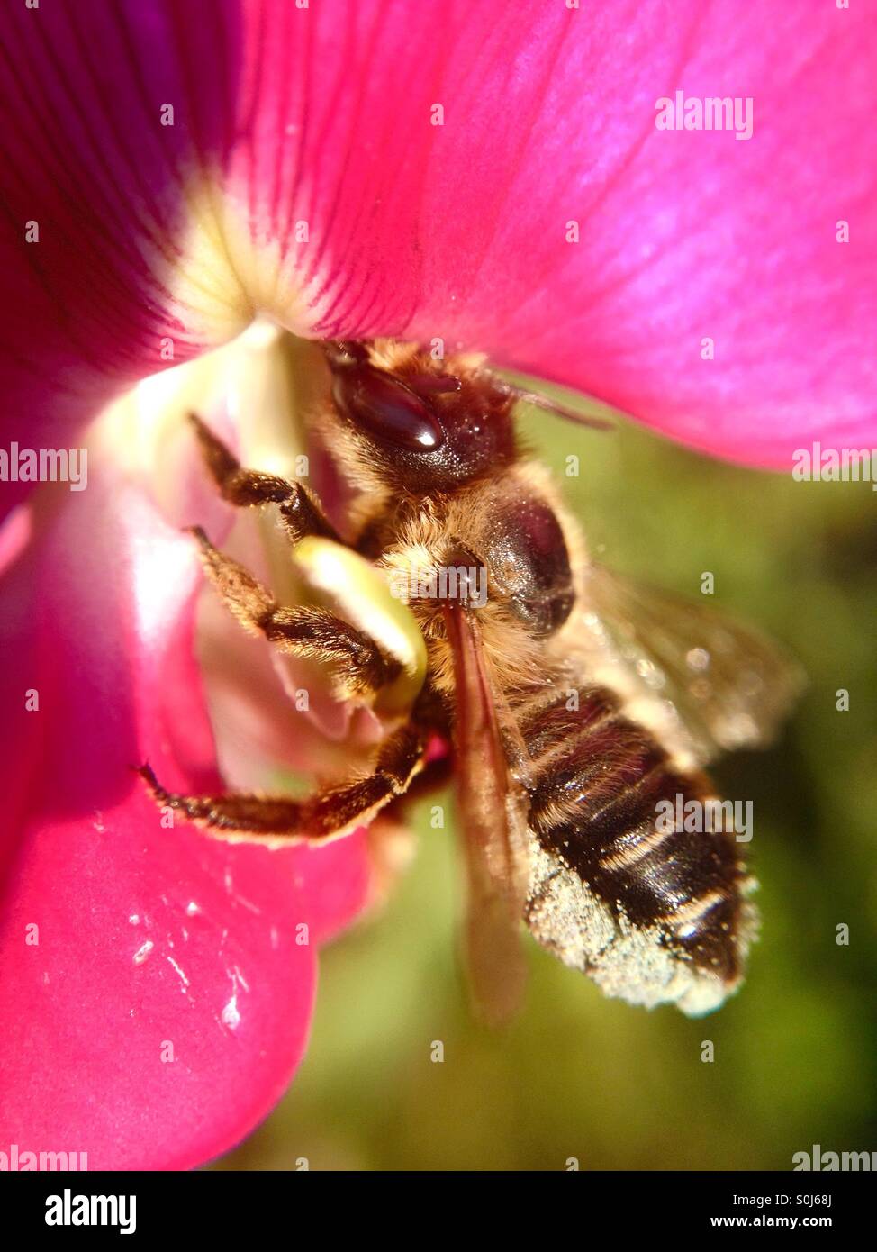 Bienen sammeln Pollen von einer Erbse Blume Stockfoto