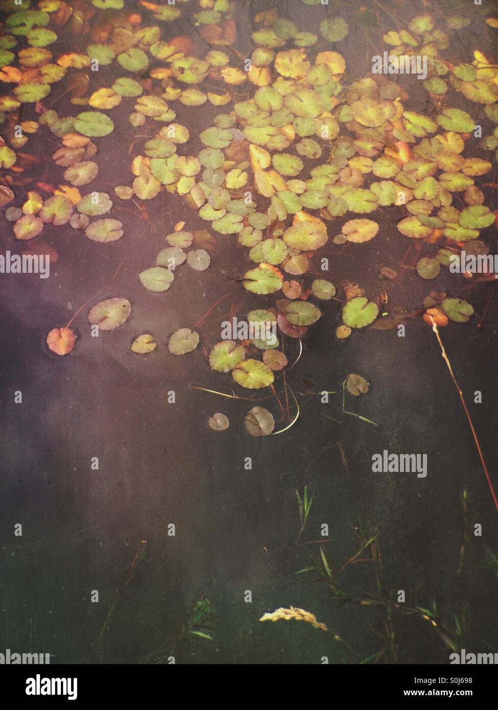 Seerosen auf einem Teich Stockfoto