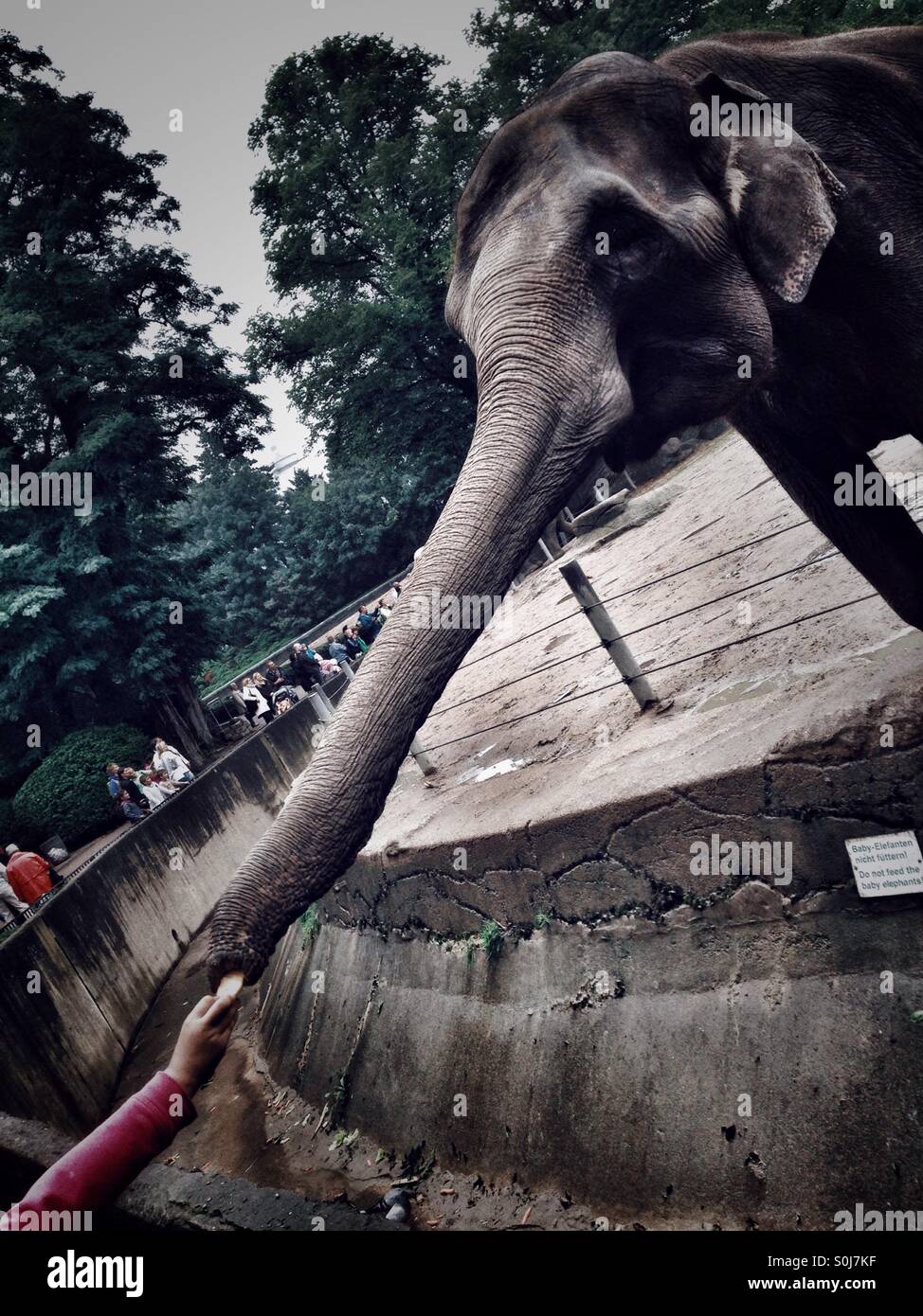 Elefanten bei Hagenbecks Tierpark, einen Zoo in Hamburg, Deutschland Stockfoto